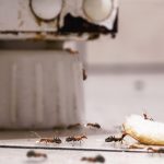 Sealing to prevent pests: 7 steps to stop common household pests