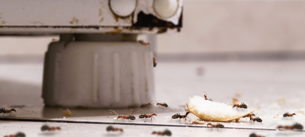 Common Household Pests And How to Prevent Them: Expert Tips