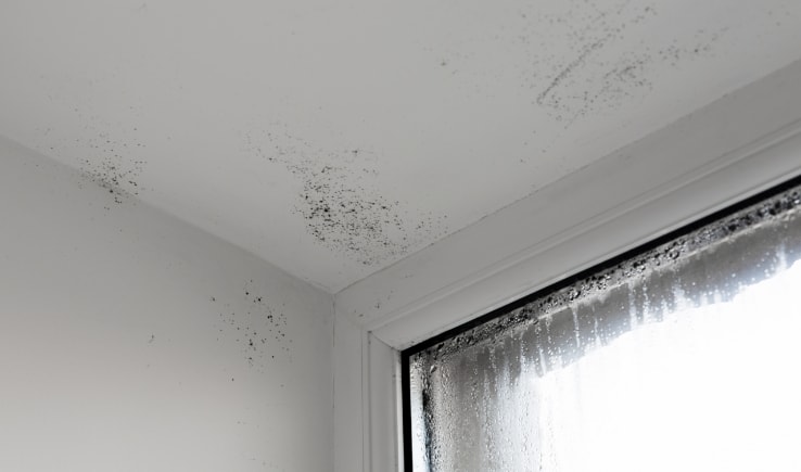 Photo of mold growth on the corner of a ceiling near a window, indicating potential water damage.