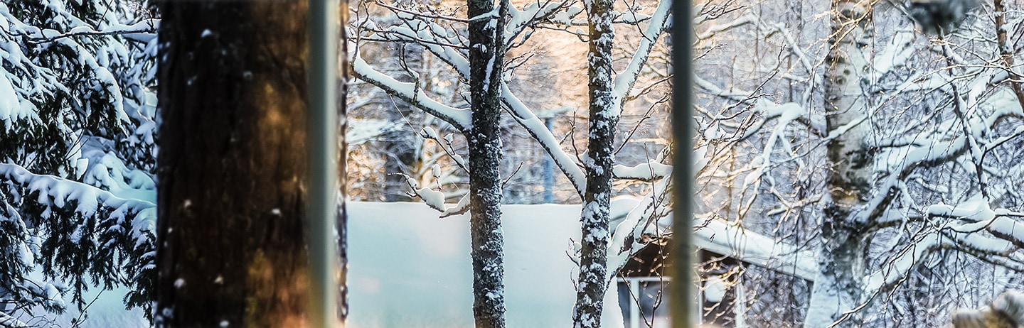 Photo of a snow-covered forest with trees in the foreground, showcasing a winter scene.